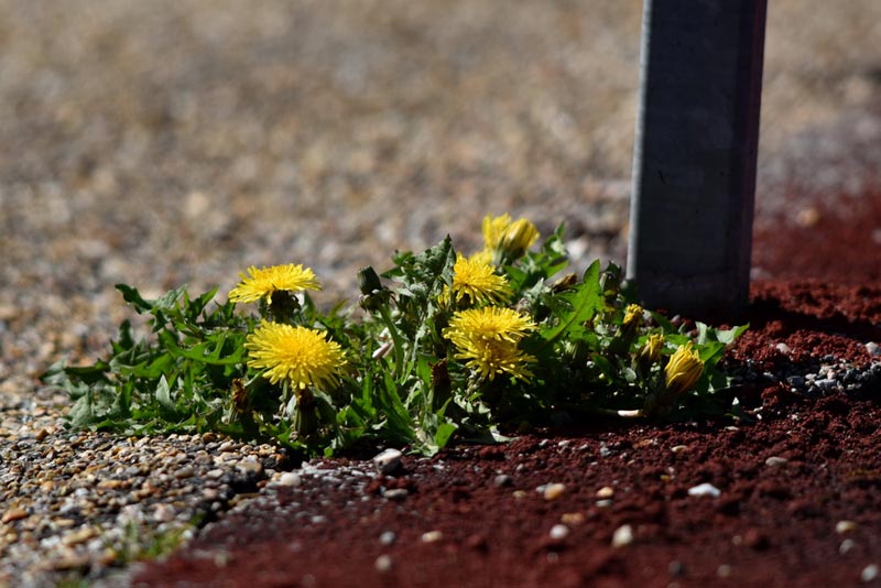 Resultater fra Herning Games