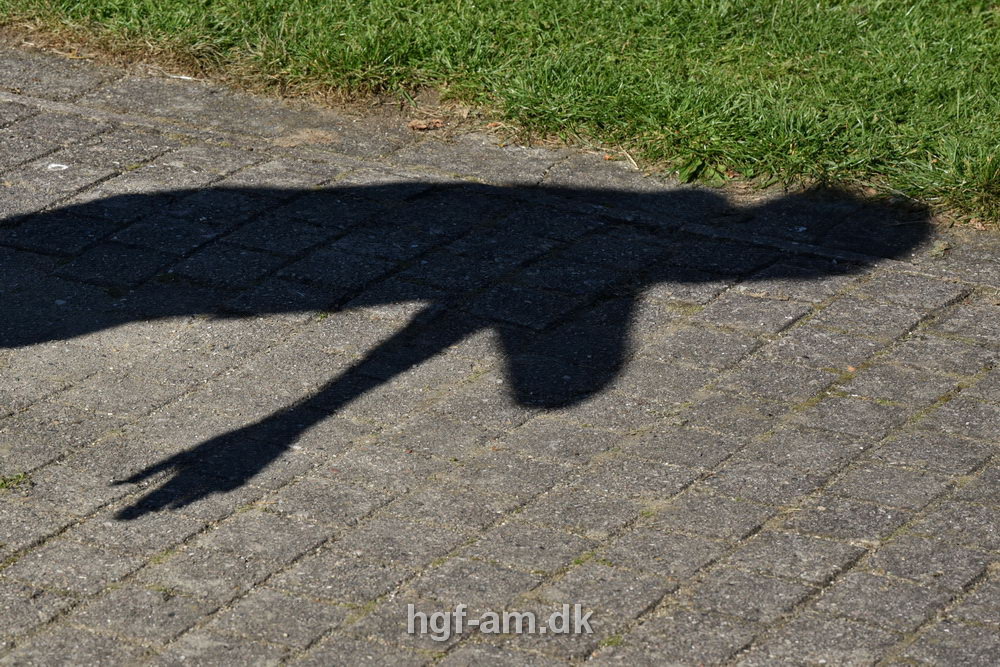 Billeder fra Vestdansk Holdmesterskab 2019